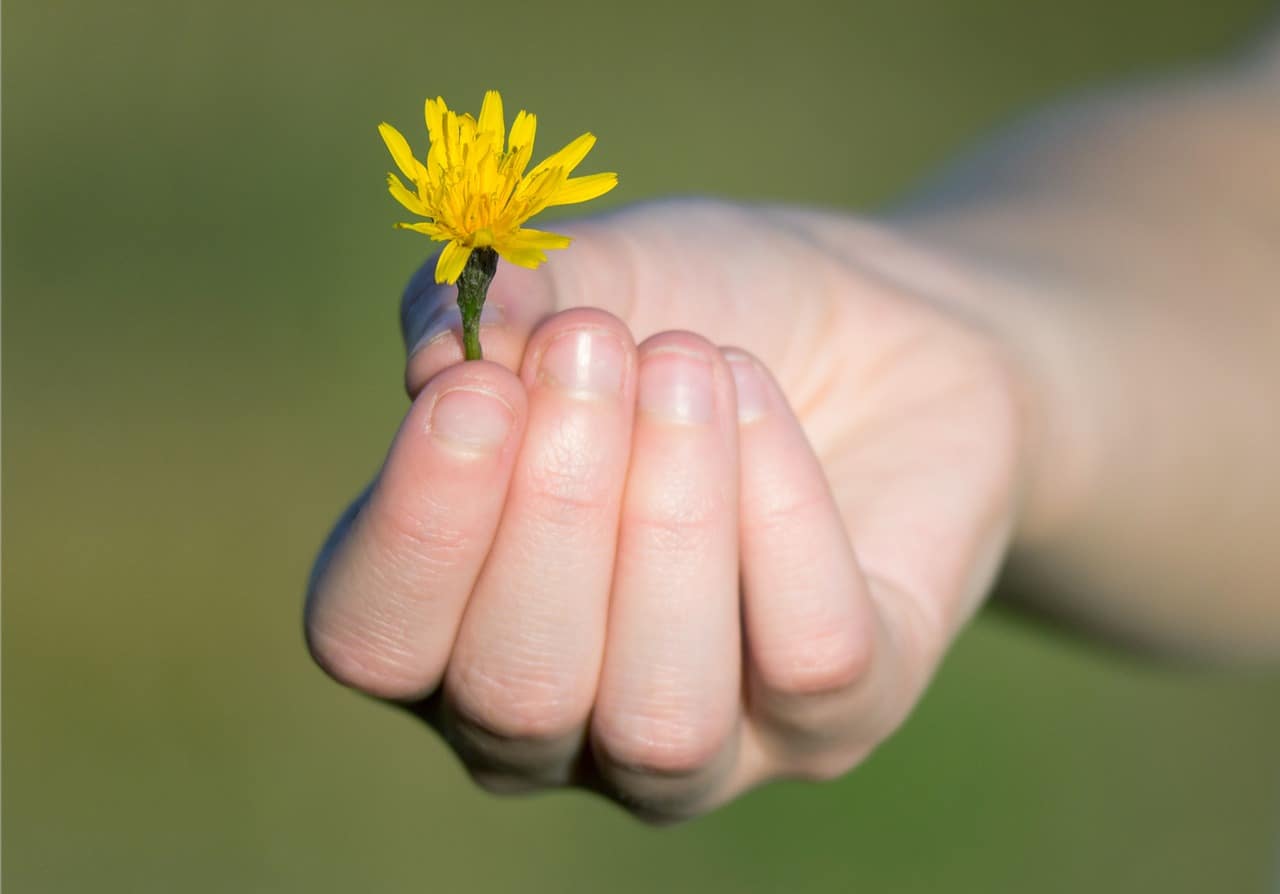 main fleur jaune